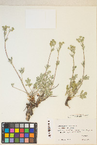 Potentilla pectinisecta image