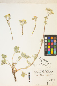 Potentilla pectinisecta image