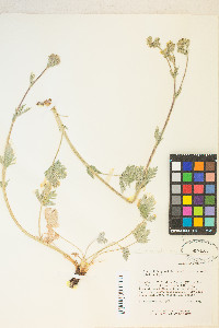 Potentilla pectinisecta image