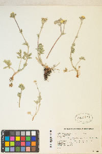 Potentilla pectinisecta image