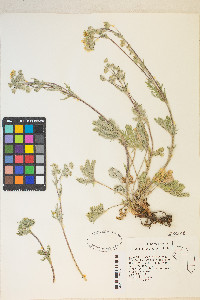 Potentilla pectinisecta image