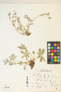 Potentilla pectinisecta image