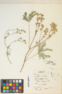 Potentilla pectinisecta image