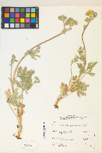 Potentilla pectinisecta image