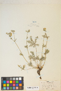 Potentilla pectinisecta image