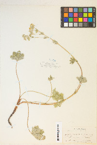 Potentilla pectinisecta image