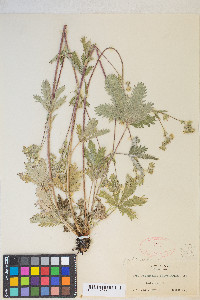 Potentilla gracilis image