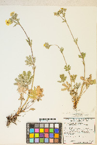 Potentilla gracilis var. fastigiata image