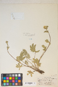 Potentilla gracilis image