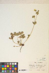 Potentilla gracilis var. fastigiata image