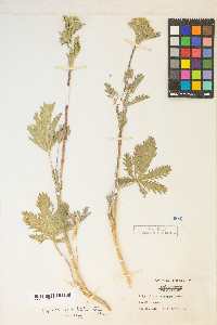 Potentilla gracilis var. fastigiata image