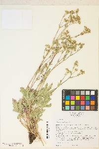 Potentilla gracilis var. fastigiata image