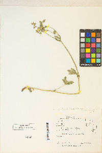 Potentilla gracilis image