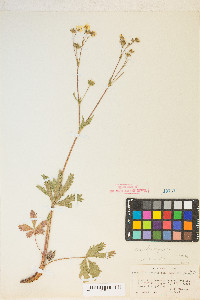 Potentilla gracilis image