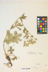 Potentilla gracilis var. fastigiata image