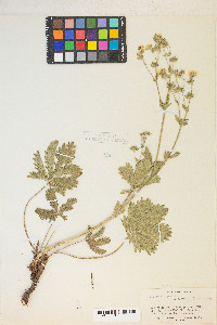 Potentilla gracilis image