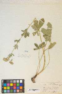 Potentilla gracilis image