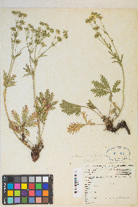 Potentilla gracilis image