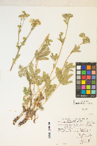 Potentilla gracilis var. fastigiata image