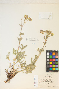 Potentilla gracilis var. fastigiata image