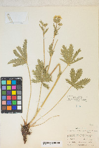 Potentilla gracilis var. fastigiata image