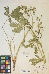 Potentilla gracilis var. fastigiata image