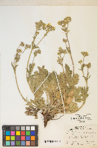 Potentilla gracilis var. fastigiata image