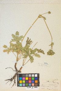 Potentilla gracilis image