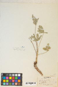 Potentilla gracilis image