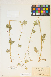 Potentilla gracilis image