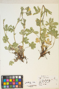 Potentilla gracilis var. fastigiata image