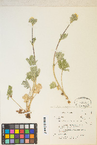 Potentilla gracilis image