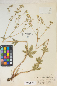 Potentilla gracilis image