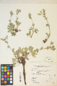 Potentilla gracilis image