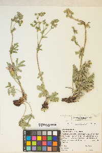 Potentilla gracilis image