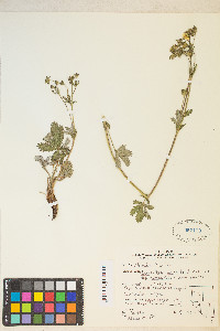 Potentilla gracilis var. fastigiata image