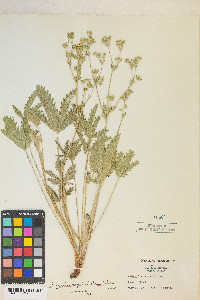 Potentilla gracilis image