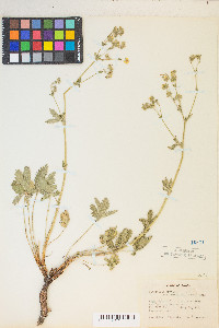 Potentilla gracilis image