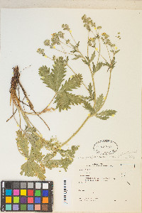 Potentilla gracilis image