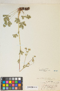 Potentilla gracilis image