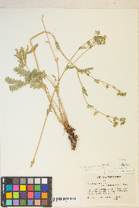 Potentilla gracilis image