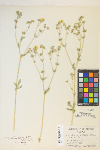 Potentilla gracilis image