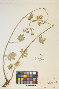 Potentilla gracilis var. fastigiata image