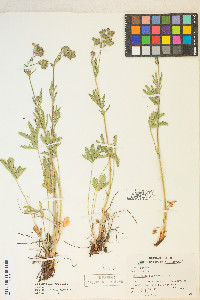 Potentilla gracilis image