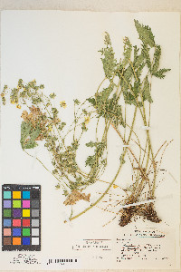 Potentilla gracilis image