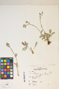 Potentilla gracilis image