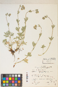 Potentilla gracilis var. fastigiata image