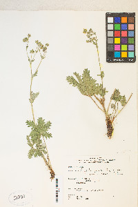 Potentilla gracilis image