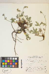 Potentilla gracilis image