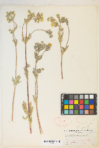 Potentilla gracilis image